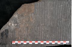 Foto (Detailansicht) von Calamites gigas Brongniart (NHMW-GEO-2024-0188-10985)
